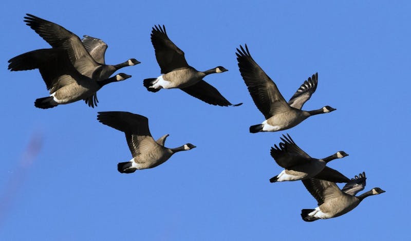 Geese are coming back from winter down South are students are terrified. (Darin Oswald/Idaho Statesman/TNS)&nbsp;