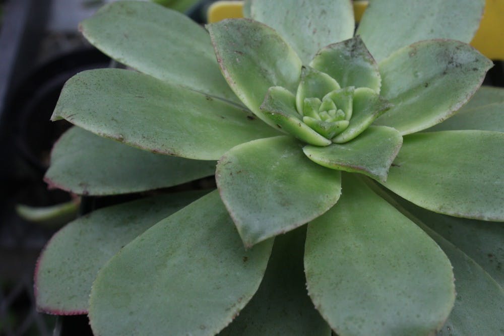 Succulents in the Richard Orchid Greenhouse Sept. 5, 2018. Mel Niksich, DN