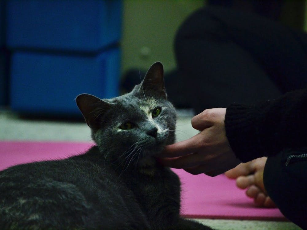 Cats at the Muncie Animal Care & Services join Studio Exhale in yoga on January, 19, 2017 in Muncie, Indiana. Photograph by Emily E. Sobecki © 2017