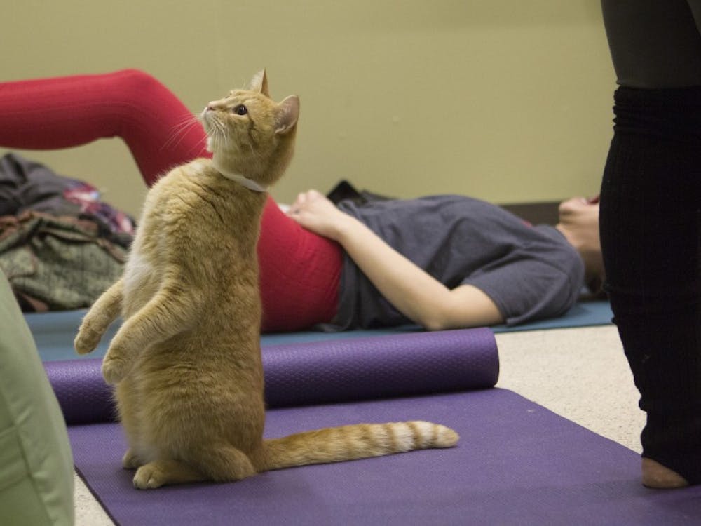 Studio Exhale, a yoga studio in downtown Muncie, held a yoga class at the Muncie Animal Shelter on Jan. 19. The event featured cats and kittens who are up for adoption at the shelter. Emma Rogers // DN