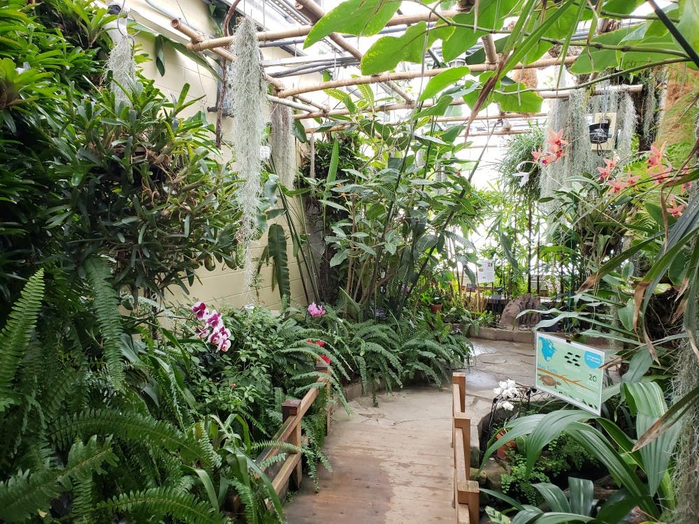 The tropical rainforest recreation is the first thing guests view when they walk in Jan. 12, 2019, at the Rinard Orchid Greenhouse. Temperatures were hot and muggy in this room. Scott Fleener, DN