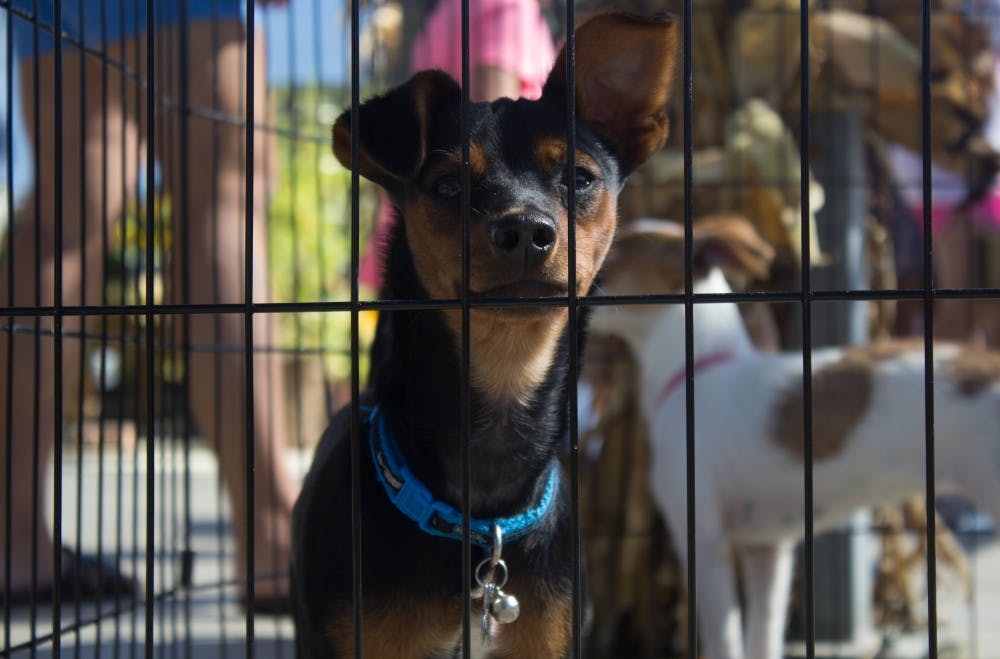 A dog looks at vistors at Wasson Nursery Sept. 24 during the Puppies and Pumpkins event, hosted by the Animal Rescue Fund. Patrick Murphy, DN