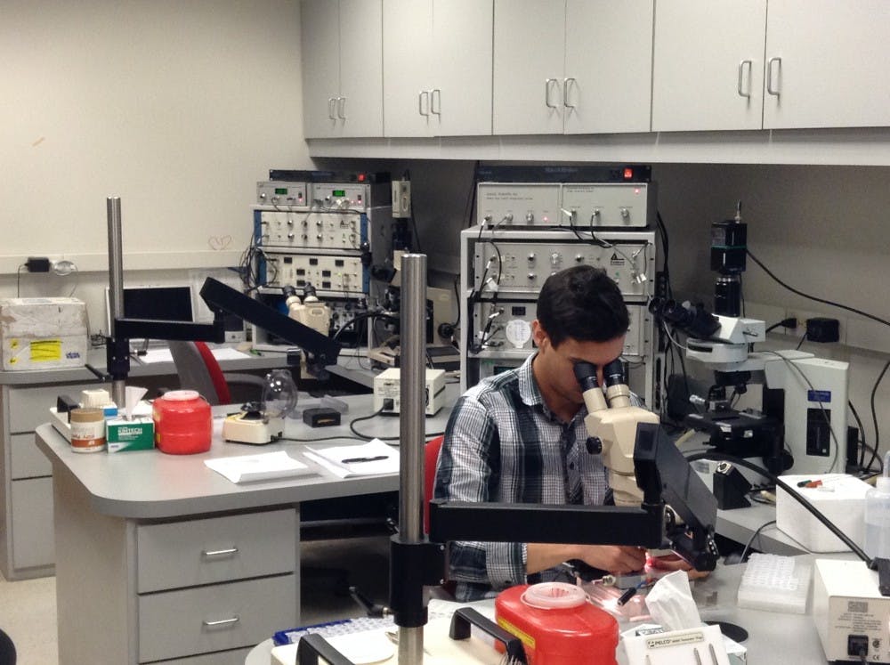 Kevin Murach, a doctoral student, separates muscle fibers from a NASA sample as part of the bed rest study the Human Performance Lab is conducting with NASA. He will stress test the fibers to see how strong they are. DN PHOTO ALAN HOVORKA