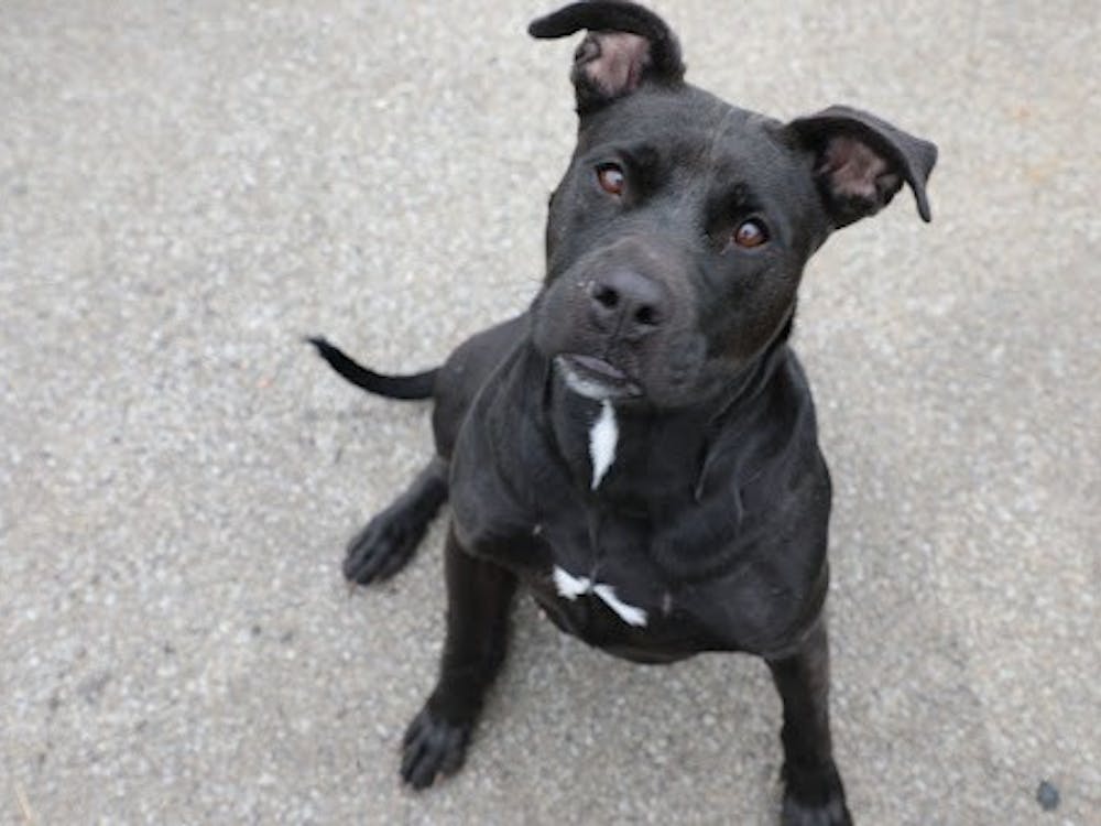 Pictured is Damsel, a terrier mix and one of the many dogs up for adoption at Muncie Animal Care and Services for only $5. Animals ages six and older who have been at the shelter for more than six months are available for free through Oct. 22. Nathan Hill, DN