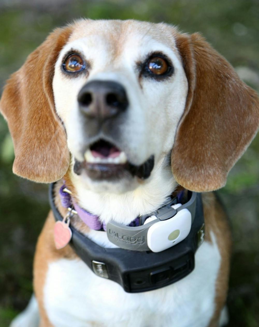 Lucy, a beagle owned by Pat May of Pleasanton, Calif., wears two tech devices -- Tagg, a pet tracker, and Voyce, for monitoring pet activity levels -- on Tuesday, Feb. 24, 2015. (Jim Stevens/Bay Area News Group/TNS)