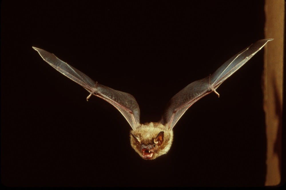 Multiple sightings of bats have been reported at Ball State and the surrounding areas. One possible explanation for the increase of sightings is young bats learning to navigate their environment for the first time. Photo Provided // Ohio Division of Wildlife