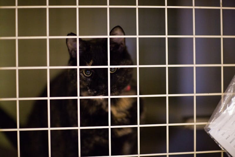 A cat looks through the grates of its cage at the Muncie Animal Shelter, June 23, 2017. The shelter is holding the 24 hour "Twelve Strays of Christmas" and is providing $5 dog adoptions and $1 cat adoptions. Reagan Allen, DN