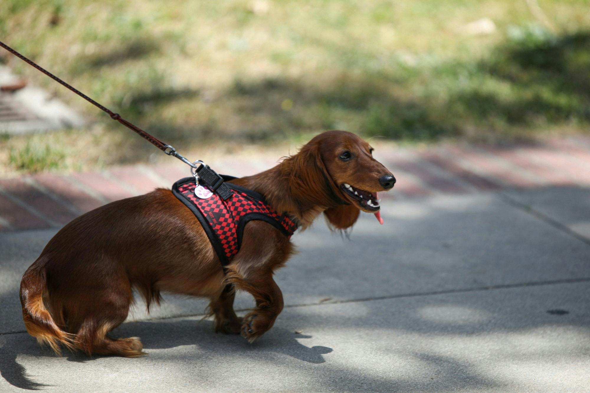 A dog walking with its owner on the UCLA campus May 8. The Los Angeles campus is a popular destination for locals to walk and exercise. Daniel Kehn, DN