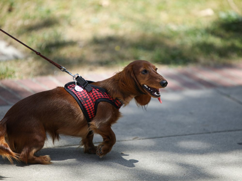 A dog walking with its owner on the UCLA campus May 8. The Los Angeles campus is a popular destination for locals to walk and exercise. Daniel Kehn, DN