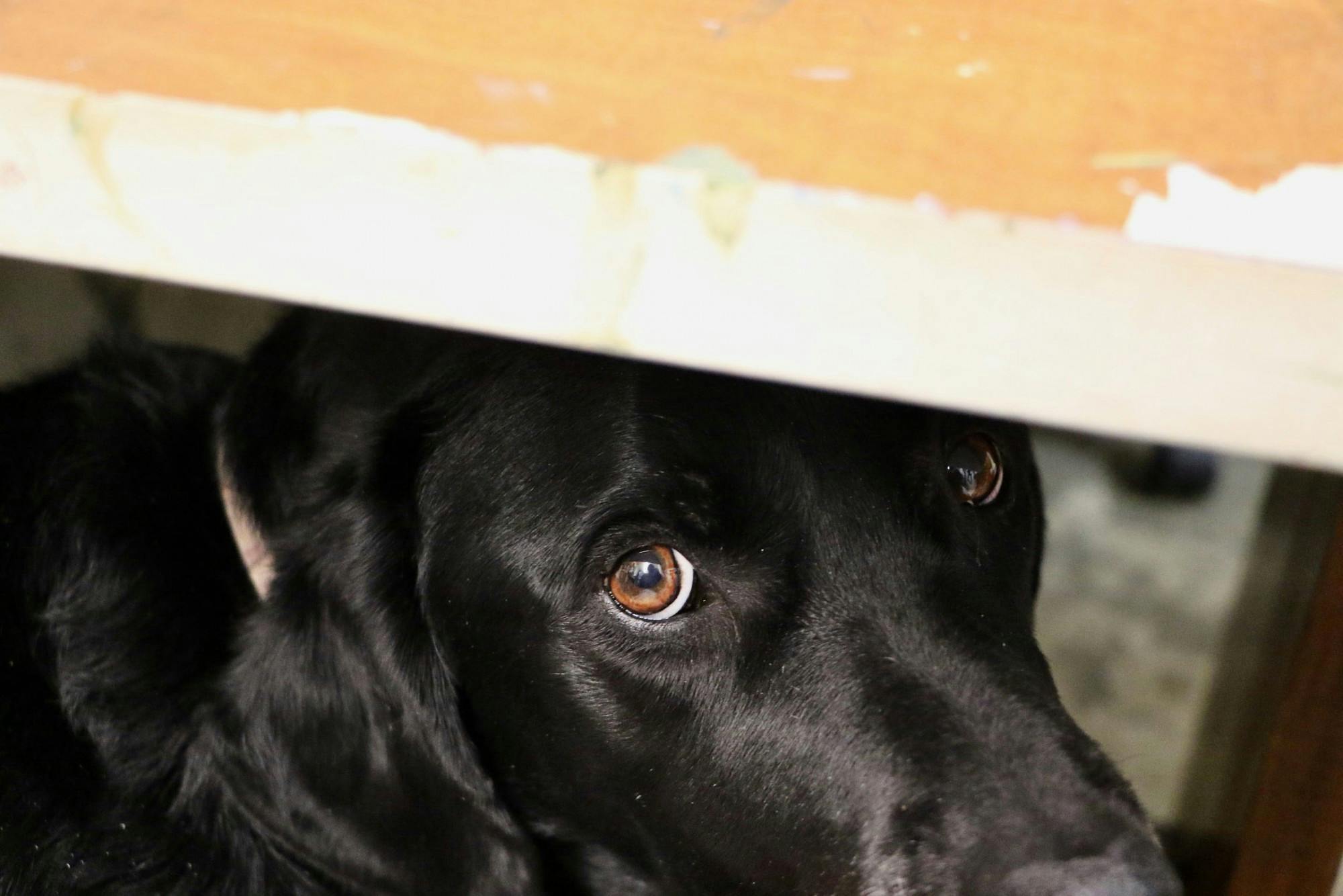 Small business owner Robin Odle creates and sells unique items in her cozy antique shop.