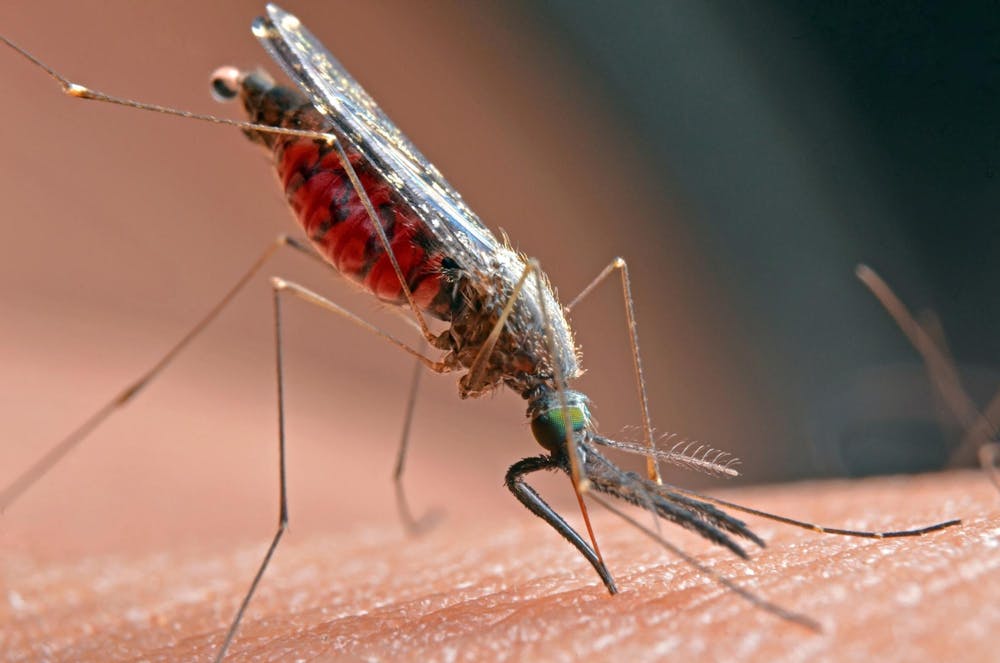 West Nile virus can be transmitted by mosquitoes. (Provided by Dreamstime/TNS)