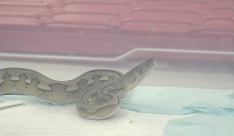 “Scalez and Tailz Exotics” Makes Its Way to Muncie’s Children Museum