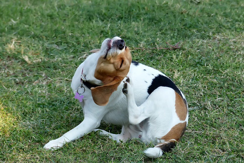 Medication to stop outlet dog itching