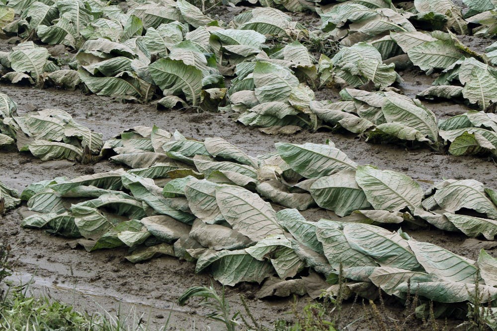 Fields of mud-covered tobacco were destroyed by overnight flash flooding on KY 344 in rural Lewis County, Kentucky, Wednesday, July 21, 2010. Overnight rains caused flooding in many parts of Eastern Kentucky. (Charles Bertram/Lexington Herald-Leader/MCT) 