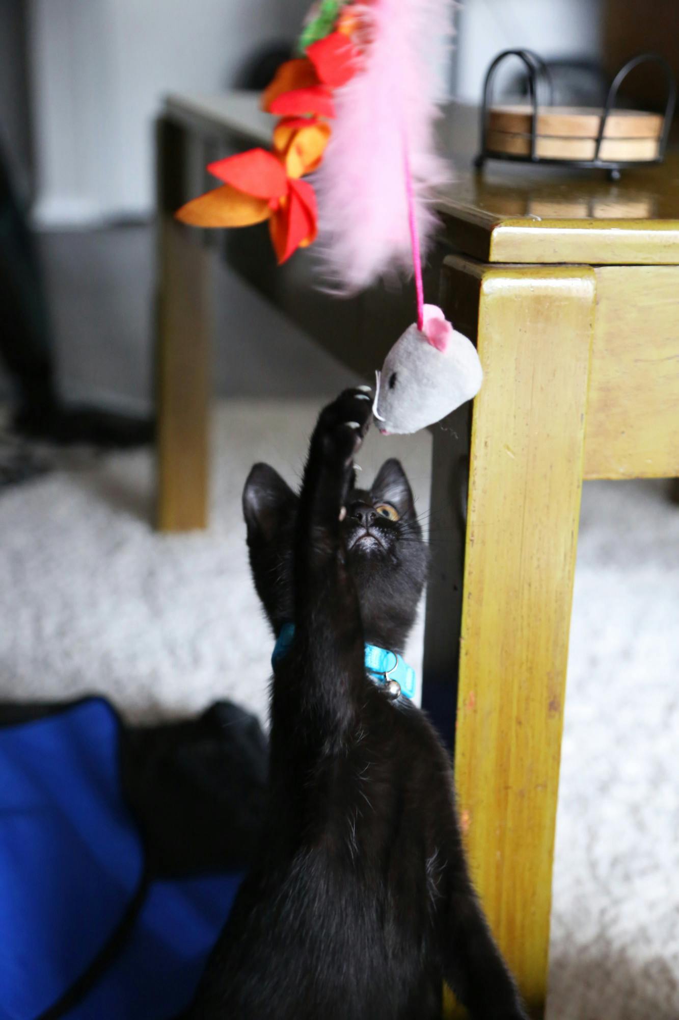 Second year computer science and physics major Elain Ulsh's 15-week old kitten, Perseus, plays with a cat toy Sept. 17 in Muncie, Ind. Mya Cataline, DN