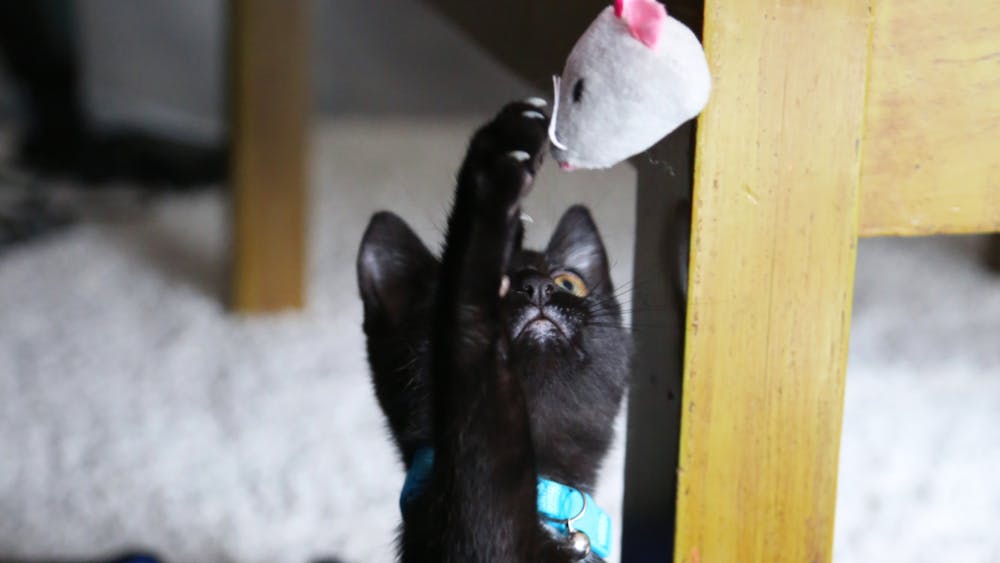 Second year computer science and physics major Elain Ulsh's 15-week old kitten, Perseus, plays with a cat toy Sept. 17 in Muncie, Ind. Mya Cataline, DN