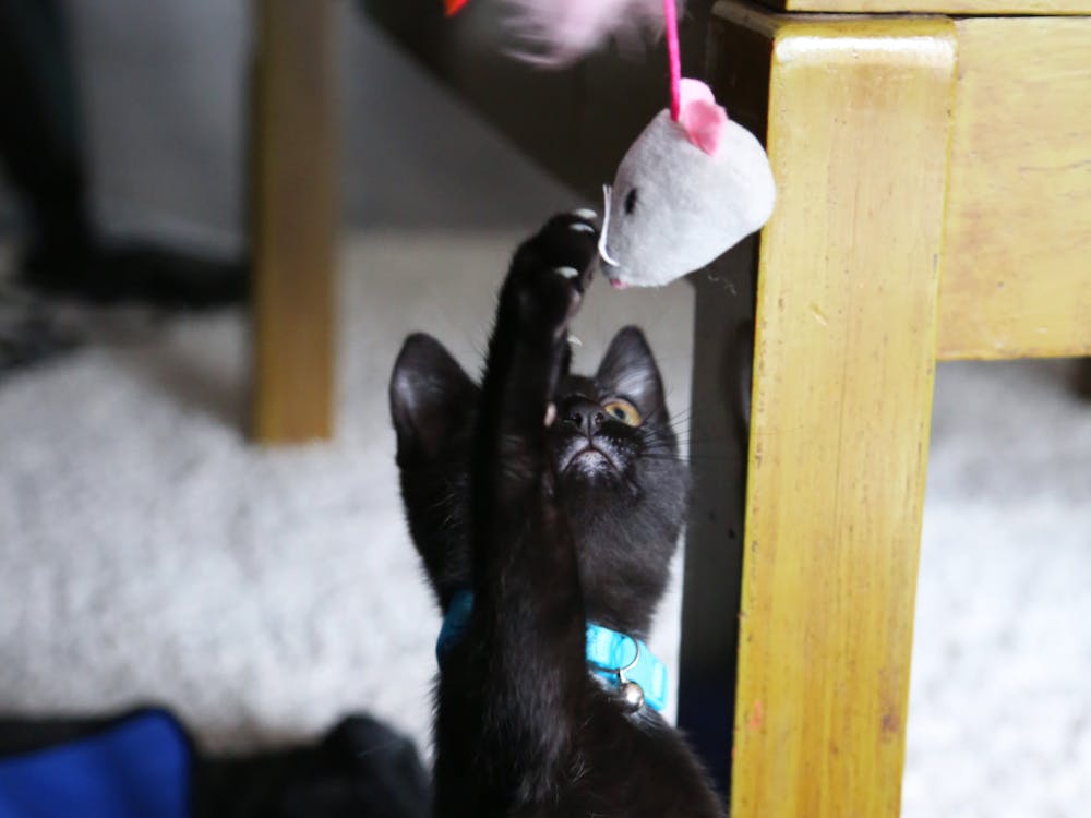 Second year computer science and physics major Elain Ulsh's 15-week old kitten, Perseus, plays with a cat toy Sept. 17 in Muncie, Ind. Mya Cataline, DN