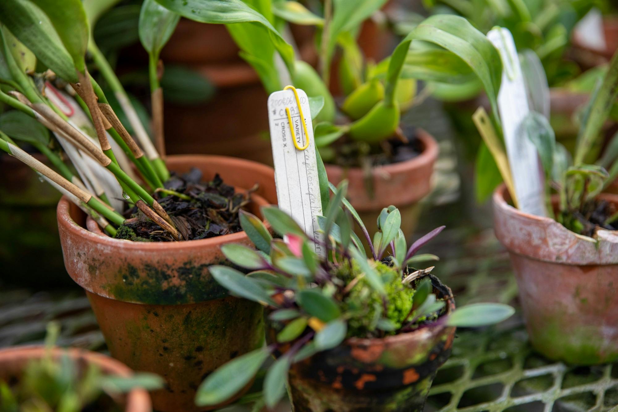 Potted plants sit in the Rinard Orchid Greenhouse Oct. 21, 2020. Environmental educator Erica Forstater said the greenhouse Halloween event will include a scavenger hunt to teach kids about the greenhouse&#x27;s plant species collection. Jaden Whiteman, DN
