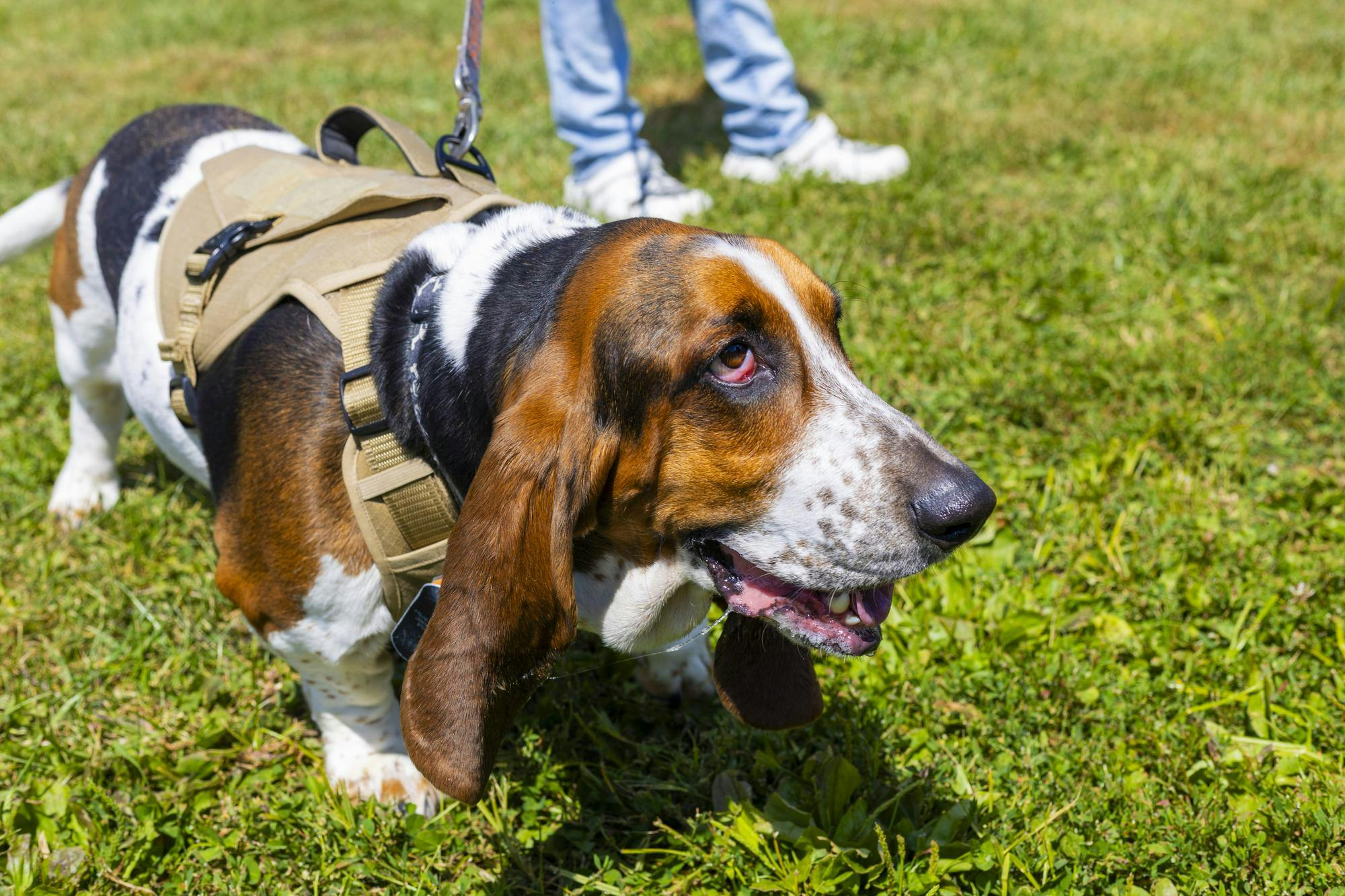 Dog stands with its owner at the Grateful Tail Wagging Showcase Sept. 7 in Yorktown Ind. The showcase included pet related vendors, a dog food giveaway and a 5k fun run. Brenden Rowan, DN