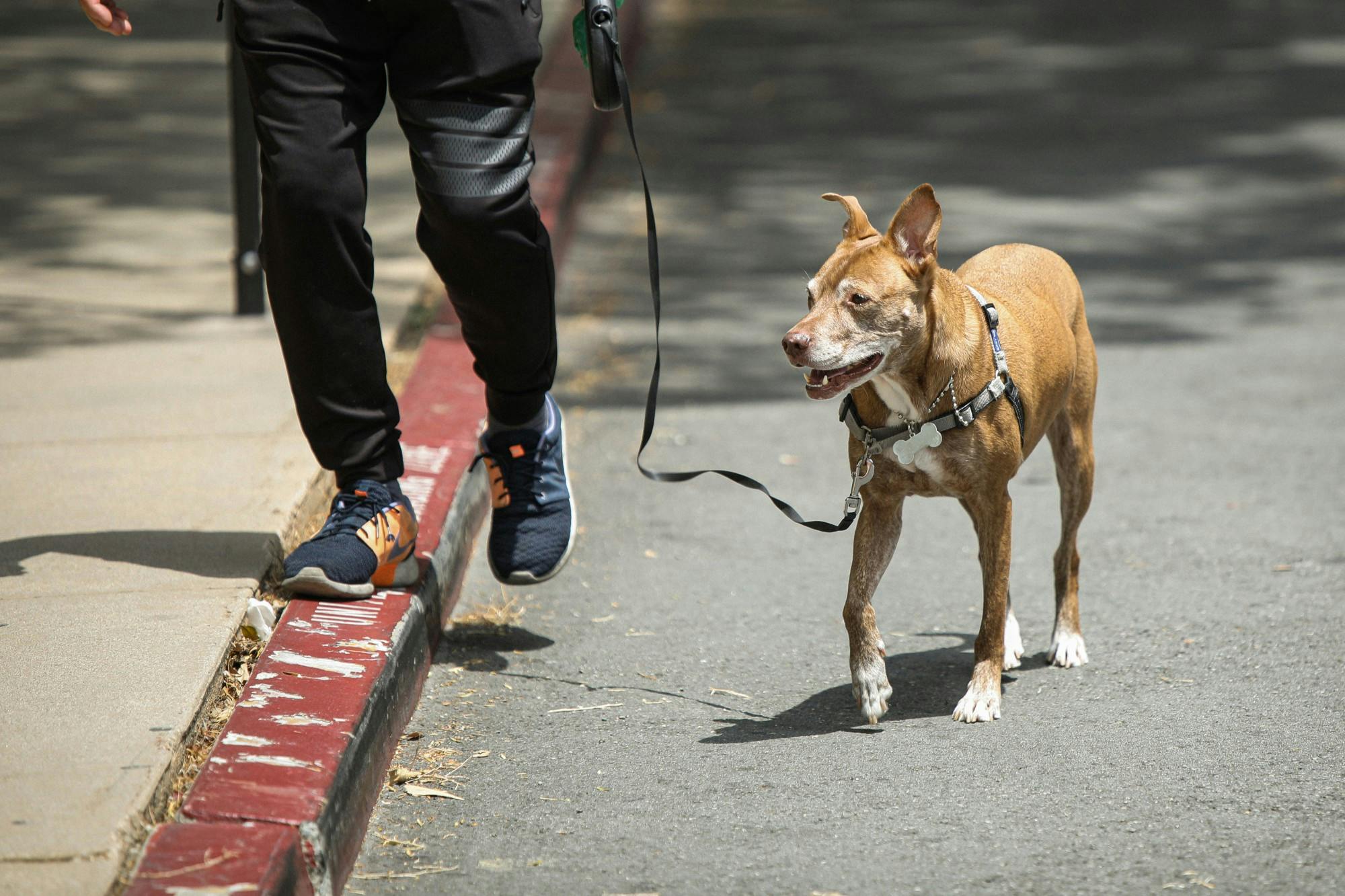 A dog going for a walk with its owner on the UCLA campus May 8. Daniel Kehn, DN