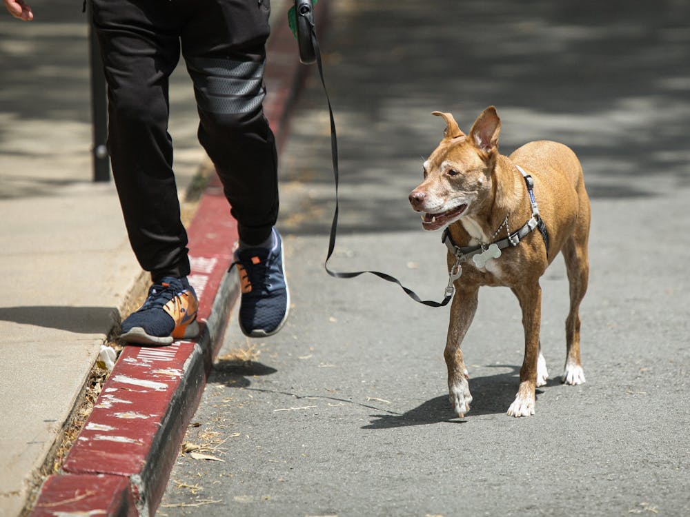 A dog going for a walk with its owner on the UCLA campus May 8. Daniel Kehn, DN