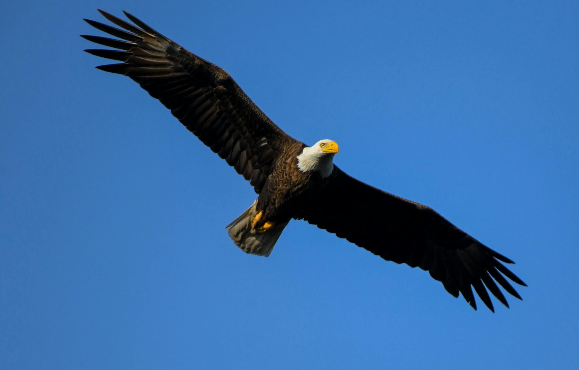 A bald eagle flys on against a clear sky in Ind. Indiana Department of Natural Resources, Photo Provided