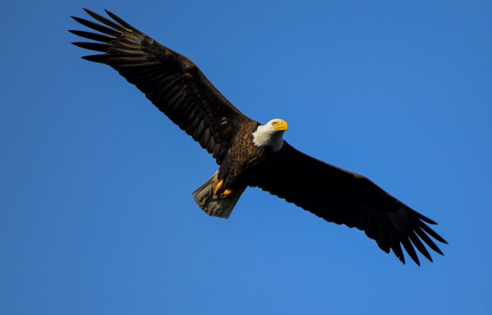 A bald eagle flys on against a clear sky in Ind. Indiana Department of Natural Resources, Photo Provided