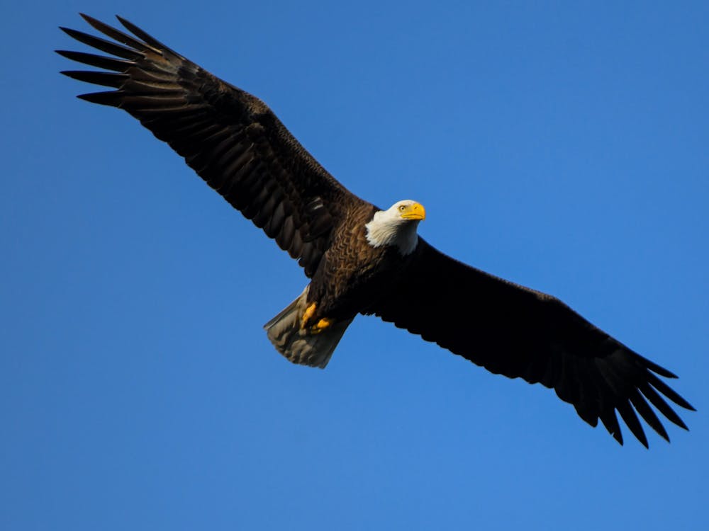 A bald eagle flys on against a clear sky in Ind. Indiana Department of Natural Resources, Photo Provided