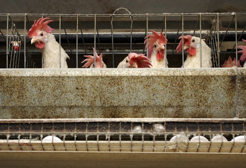 Farm regulations blocked in Indiana House committee