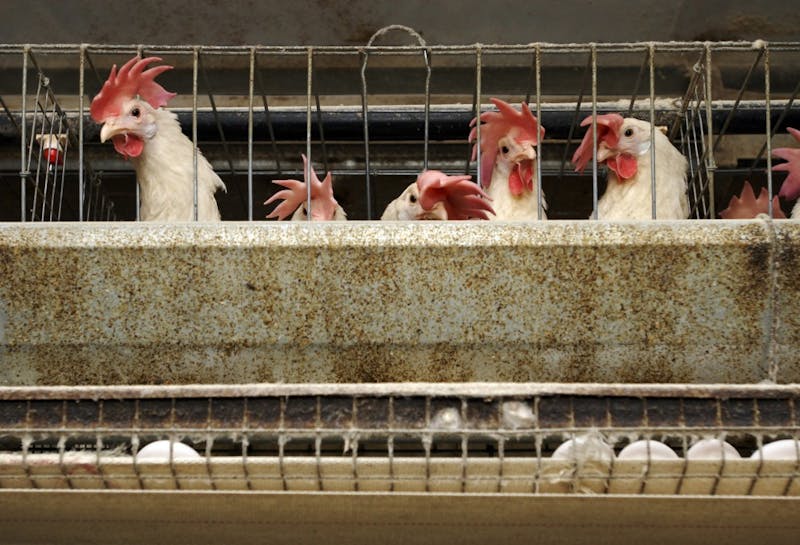 150,000 hens live and lay eggs in stacked cages at an industrial henhouse in Livingston, California, Nob. 9, 2007. (Florence Low/Sacramento Bee/TNS)