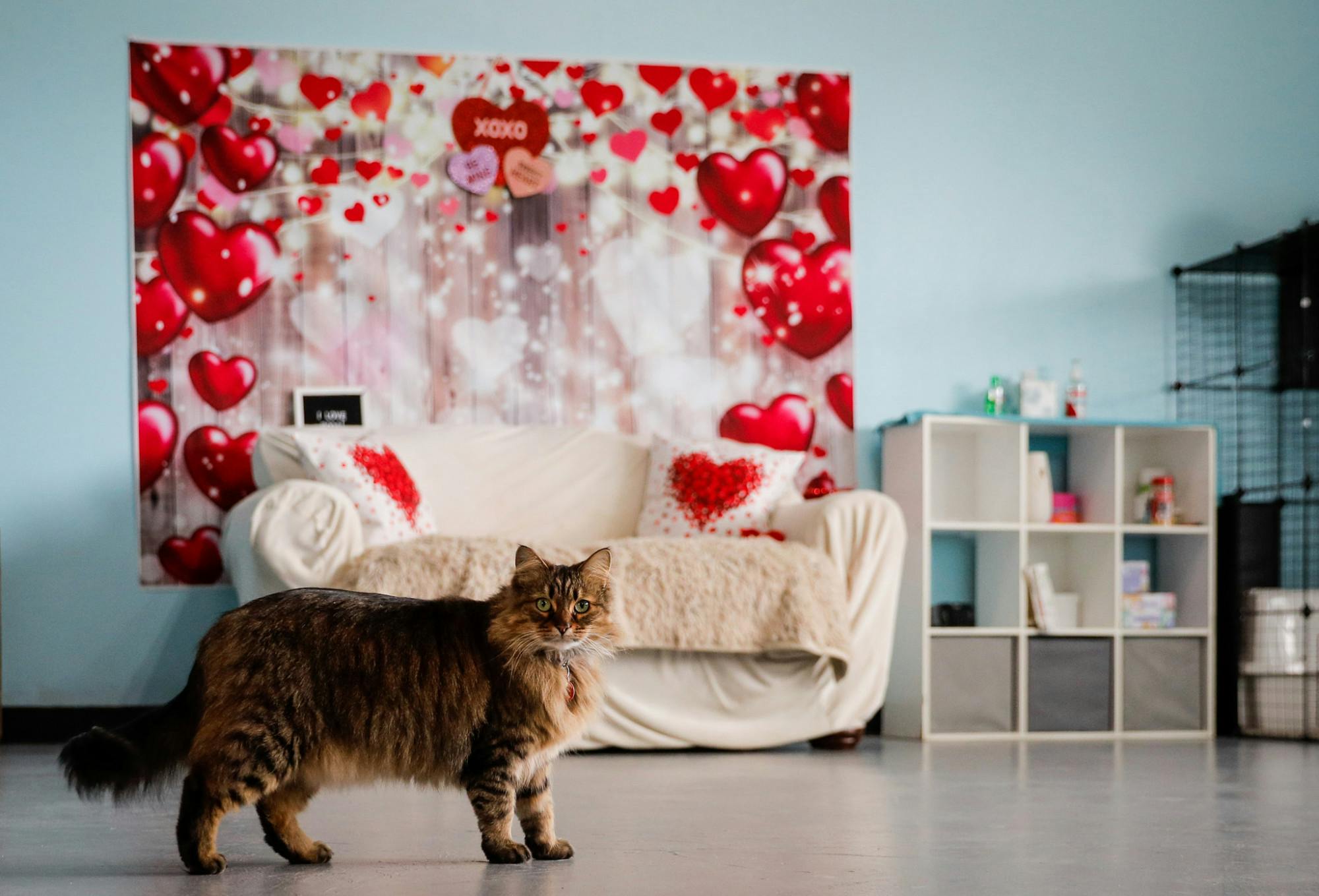 The owners of Roos cat, Cleo stands in a back playroom for pets Feb. 7 at Roos Holistic Pet Supplies in Muncie, Ind. Andrew Berger, DN 