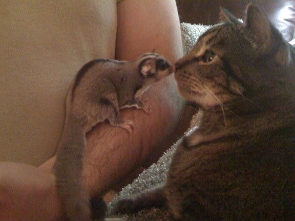 	One of freshman English education major Katie Emberton’s sugar gliders poses with her cat at her home. Emberton got the idea to own sugar gliders after attending the Indiana State Fair and seeing some about five years ago. PHOTO PROVIDED BY KATHERINE EMBERTON