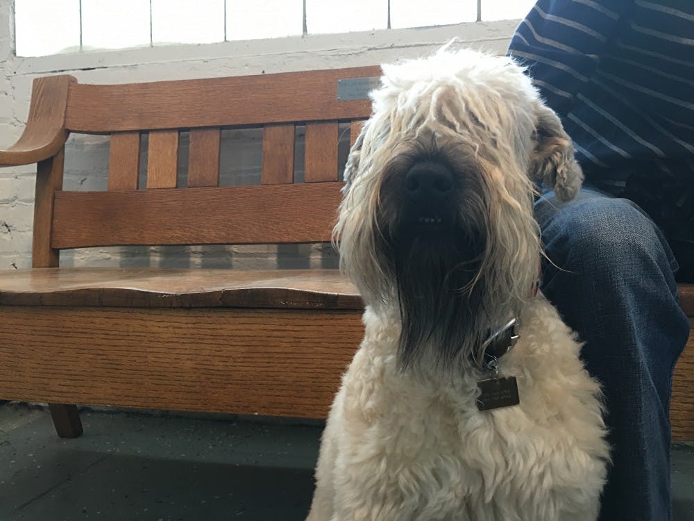 Rai Peterson, a professor in the English department at Ball State, owns&nbsp;an Irish wheaten terrier,&nbsp;Roscommon,&nbsp;who goes to work with her.&nbsp;Megan Melton // DN&nbsp;