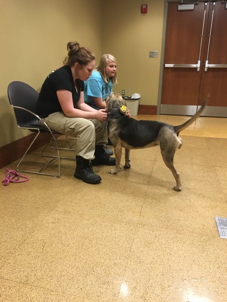 Park Hall hosted a puppy playground on Feb. 16 in the seminar room. This is the second year the Muncie Animal Shelter and Ball State gave students the opportunity to play with dogs at Puppies in Park. DN PHOTO VICTOR HAMILTON