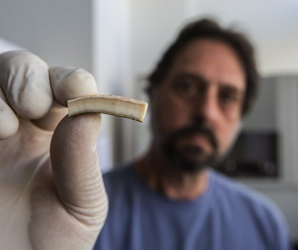 UW biologist Sam Wasser holds a piece of elephant ivory to be tested for DNA on June 17, 2015 in Seattle, Wash. The test will identify in which part of Africa the elephant was poached. (Steve Ringman/Seattle Times/TNS) 