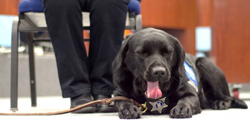 Frankie is a working dog for the Courthouse Dog Foundation where he assists crime victims, witnesses and other stressful situations for childern during court trials. They are trained to comfort and relax the victims. Stephanie Amador // DN