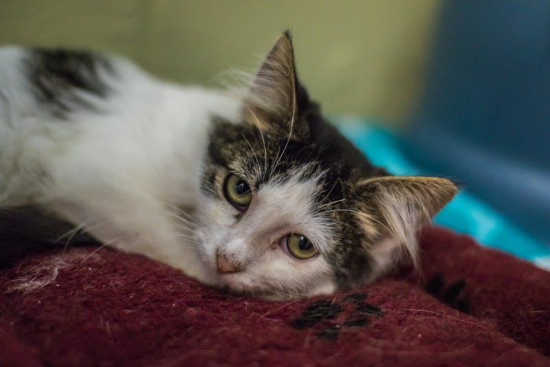 New Muncie Animal Shelter location open, welcomes adopters, volunteers