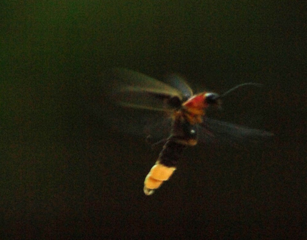 A firefly hovers after sundown on June 30, 2011. Indiana General Assembly says they might recognize the Says Firefly as the state insect. TNS Photo