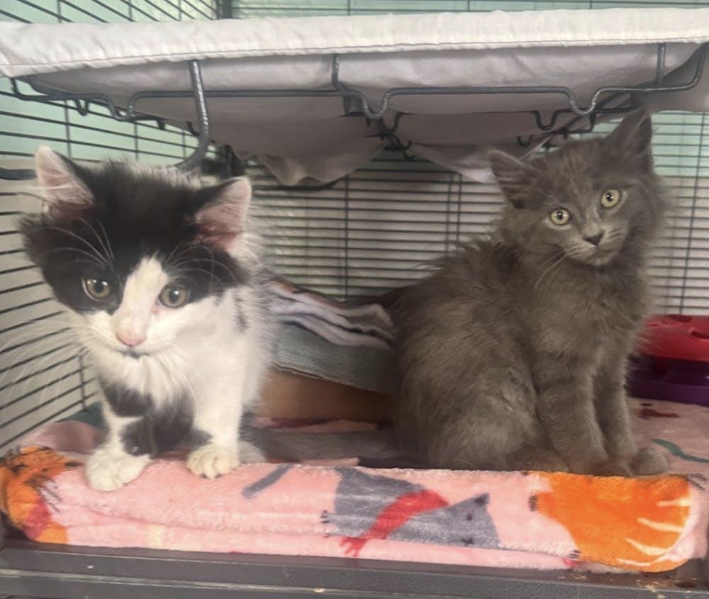 Two kittens available for adoption at ARF.

Lilly Tavarez, NewsLink Indiana