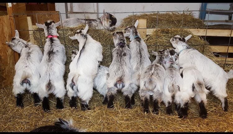 Studio Exhale will host Yoga with Goats on April 27 to allow participants to interact with goats during the yoga sessions and raise money for the Muncie Animal Shelter.&nbsp;Brittany Swackhamer, who owns pygmy goats that are shown in 4-H shows, is bringing 11 goats to the event. Yoga with Goats Facebook event // Photo Courtesy