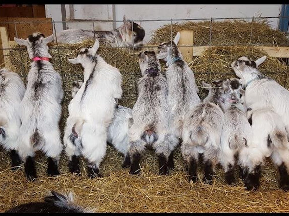 Studio Exhale will host Yoga with Goats on April 27 to allow participants to interact with goats during the yoga sessions and raise money for the Muncie Animal Shelter.&nbsp;Brittany Swackhamer, who owns pygmy goats that are shown in 4-H shows, is bringing 11 goats to the event. Yoga with Goats Facebook event // Photo Courtesy