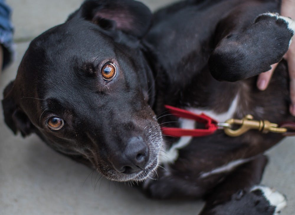 Sara, a rescued dog, was one of the dogs at Dogs and Donuts on Oct. 5. The event was held at the Botsford-Swinford Hall courtyard and allowed students to spend time with the dogs while enjoying free donuts. Reagan Allen // DN