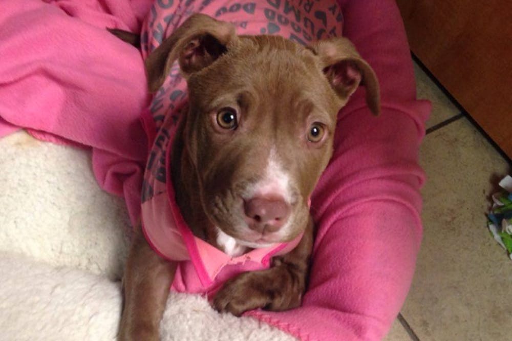 <p>Muncie Animal Shelter workers discovered Ana, a pitbull puppy, digging in a dumpster with a broken left paw. Ana needed to have surgery on her paw, so the shelter started a GoFundMe page to help raise funds.&nbsp;<em>PHOTO COURTESY OF MUNCIE ANIMAL SHELTER FACEBOOK</em></p>