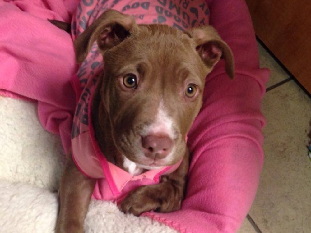 Muncie Animal Shelter workers discovered Ana, a pitbull puppy, digging in a dumpster with a broken left paw. Ana needed to have surgery on her paw, so the shelter started a GoFundMe page to help raise funds.&nbsp;PHOTO COURTESY OF MUNCIE ANIMAL SHELTER FACEBOOK