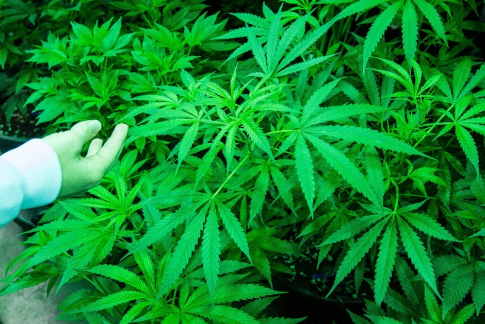 Plants in the vegetative room at Medicine Man in Denver are bathed in light from metal halide bulbs that simulate summer and encourage vegetative growth. (Kai-Huei Yau/Tri-City Herald/MCT)