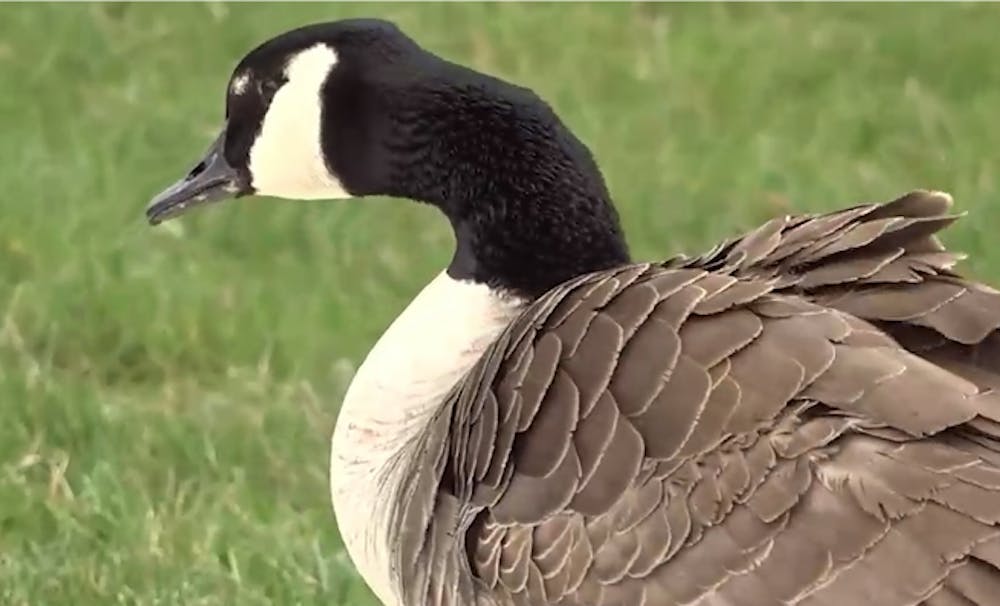 Taking a gander at Ball State’s campus geese