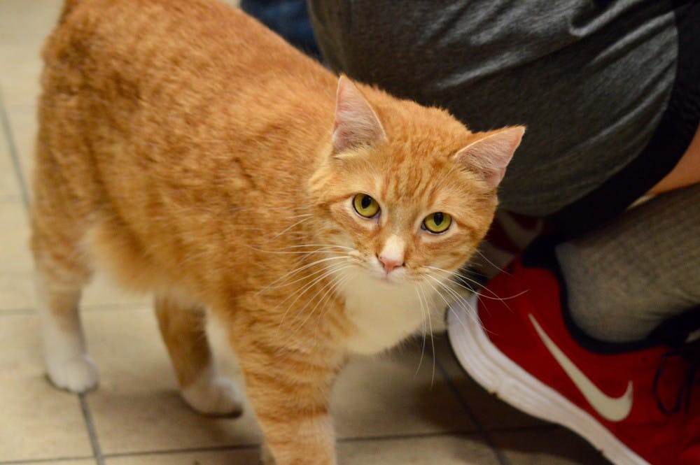 A Facebook film crew visited The Muncie Animal Shelter on July 18 to talk with volunteers as they walked dogs and played the mobile game Pokémon Go. DN PHOTO REBECCA KIZER
