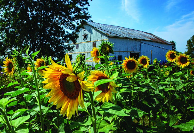 A row of sunflowers look toward the sun Sept. 12 2020, at Barnside Blooms. The family-run farm grows several types of sunflowers, such as Sun Filled Green sunflowers, Teddy Bear sunflowers and Moulin Rouge sunflowers. Nicole Thomas, DN