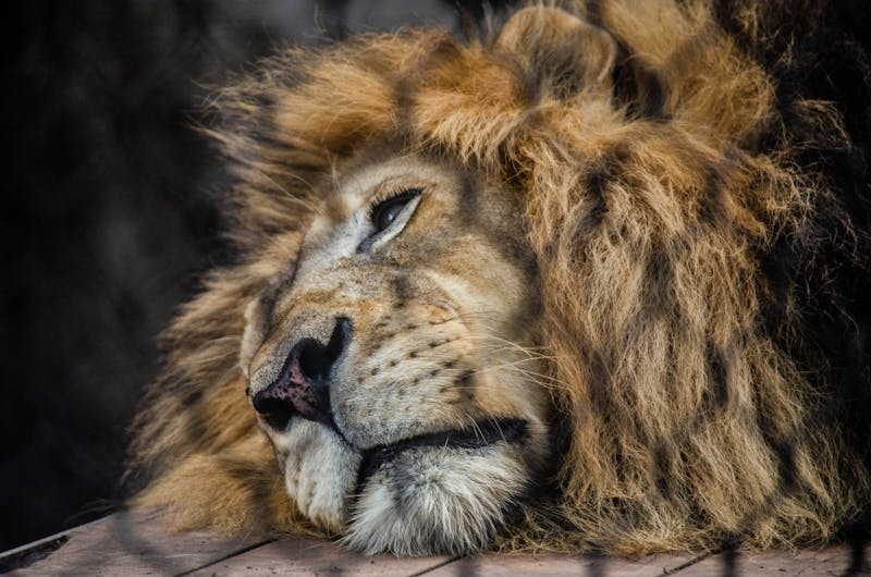 The Use of Zoos