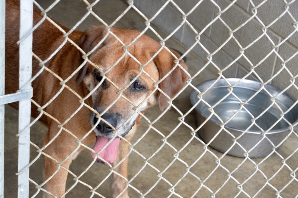 A Facebook film crew visited The Muncie Animal Shelter on July 18 to talk with volunteers as they walked dogs and played the mobile game Pokémon Go. DN PHOTO REBECCA KIZER